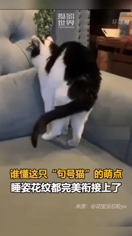 这下好了，不仅小猫主人知道了，全网都知道了！小猫在沙发上睡觉，家里人都没当回事，