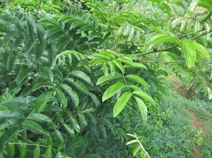 农村有一种植物名字有点好笑, 叫牛大力, 吃了是不是真的比牛力量还大呢?