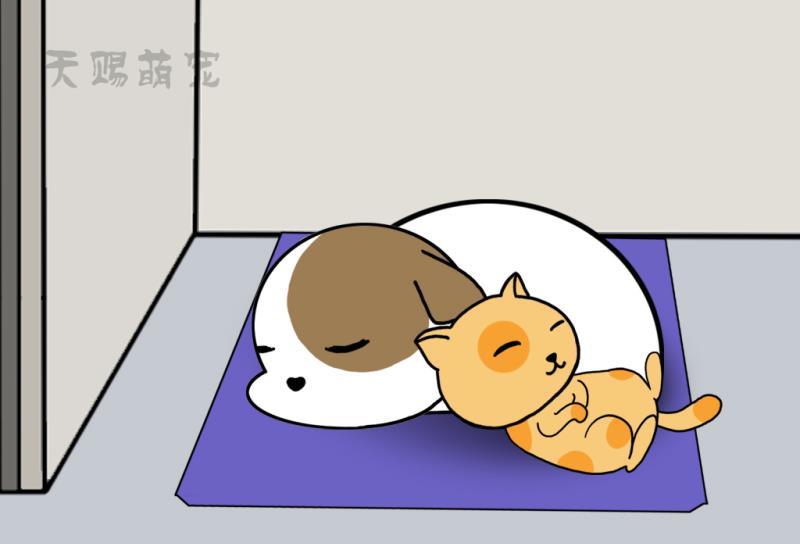 从狗狗睡姿上 看出狗对家庭的态度 平躺睡觉的狗最可爱