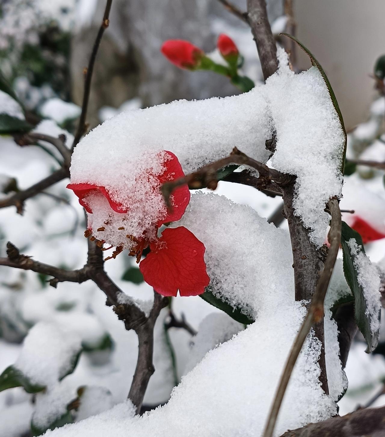 今天，南京迎来2026年第一场瑞雪，一些中，小学校正常上课，没有放假。但允许学