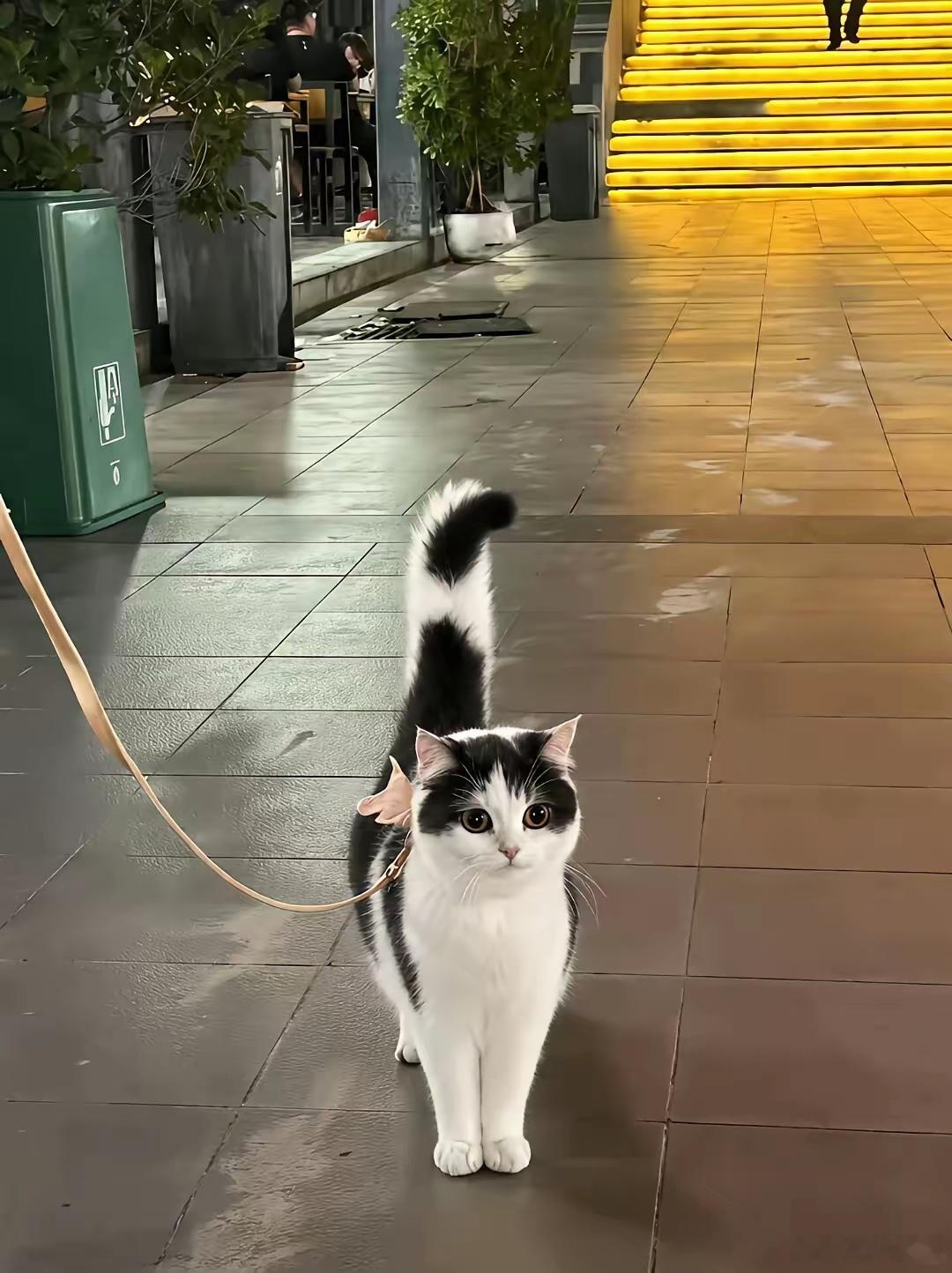 有些小猫一看就知道是女生，而且还是很漂亮的那种