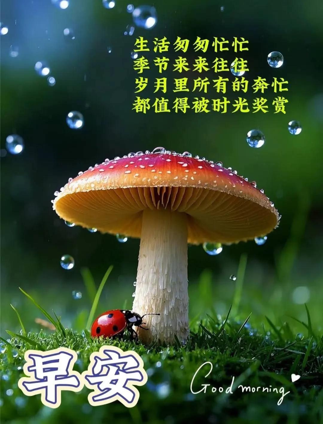 清晨的露珠晶莹，于晨光中闪耀纯净光芒，宛如生活的小确幸。忙碌生活里，我们常忽略这