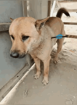 看哭了！陪伴3年的大黄狗被偷狗贼用弩箭射穿肚子，忍着剧痛跑回家，见到主人还在摇尾