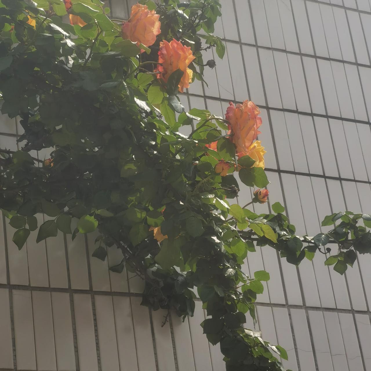 你儿媳妇的父母都没有退休工资，是么？熟人轻笑着问。那眼神，那嘴角，好立体。如