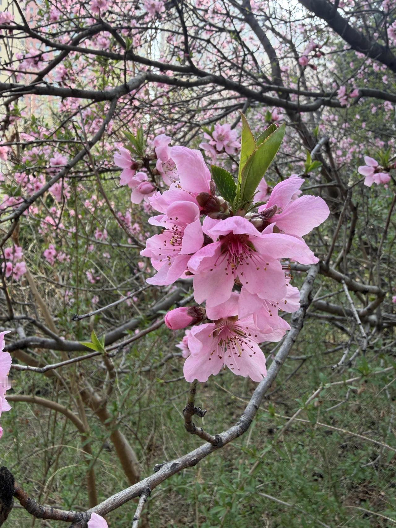 上句：雪落千山静，下句：春来万户香。下句：风停百鸟啼。