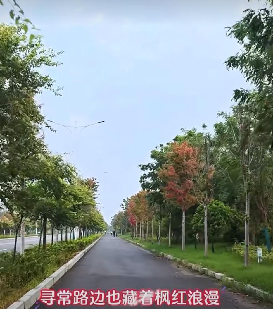 寻常路边也有枫红浪漫，其实是枫树“濒死变红”这是曹县昆仑山路上的枫树。拓展