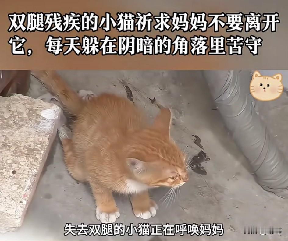泪目了！一只可怜的流浪小猫被人打成了残疾，它的两条后腿已经残废了，它一直在呼唤它