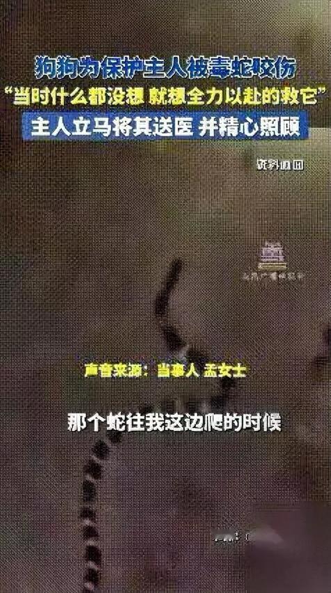 你见过用命护主的狗吗？唐山孟姐家的土狗，真的拼了。那天她刚要躺会儿，狗突