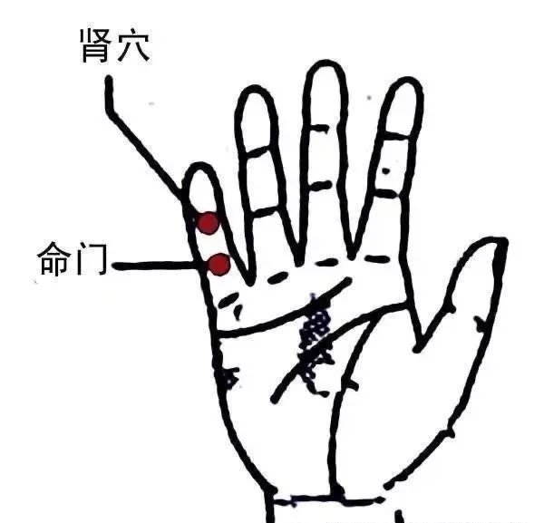 深藏不露的“小拇指”，具有强大的强肾功能，能让你在70多岁还能生儿育女！一、小指