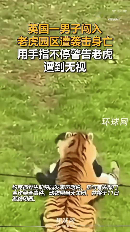 真是不作不死啊！英国，一个哥们去野生动物园，看到东北虎开心坏了，戴着耳机跳着舞，
