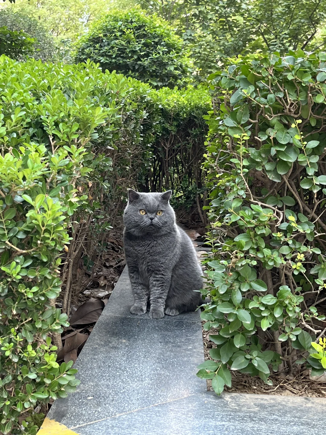 过分可爱了啊……