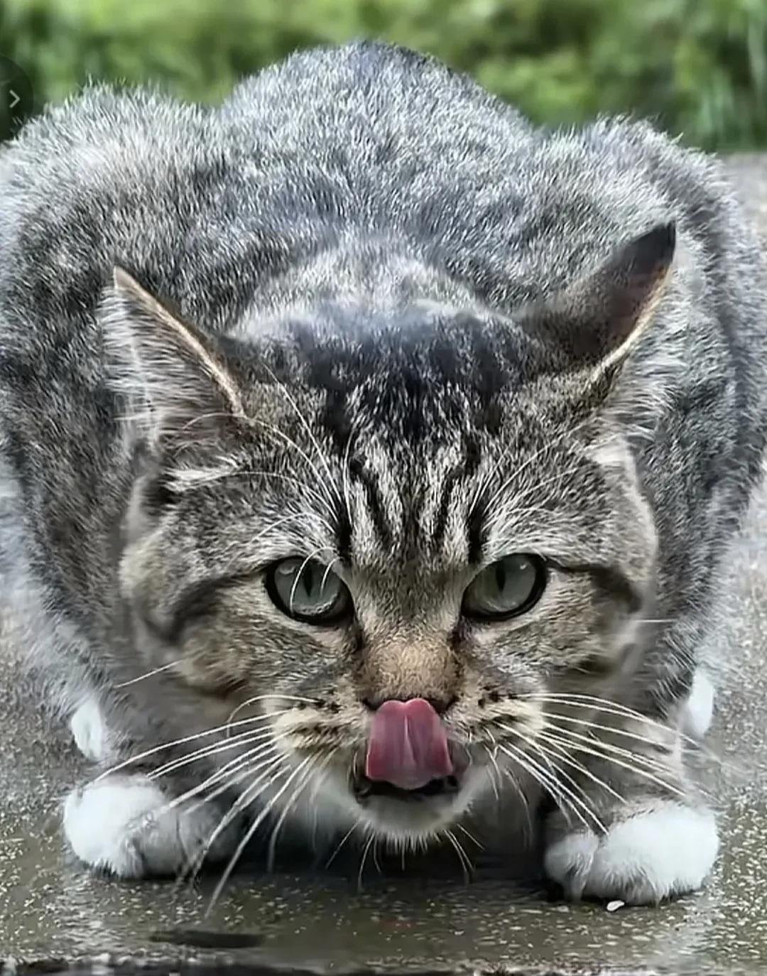 狸花猫绝对称得上第一镇宅神兽无论是它在安静休息亦或者捕食的时候，神态与老虎极其