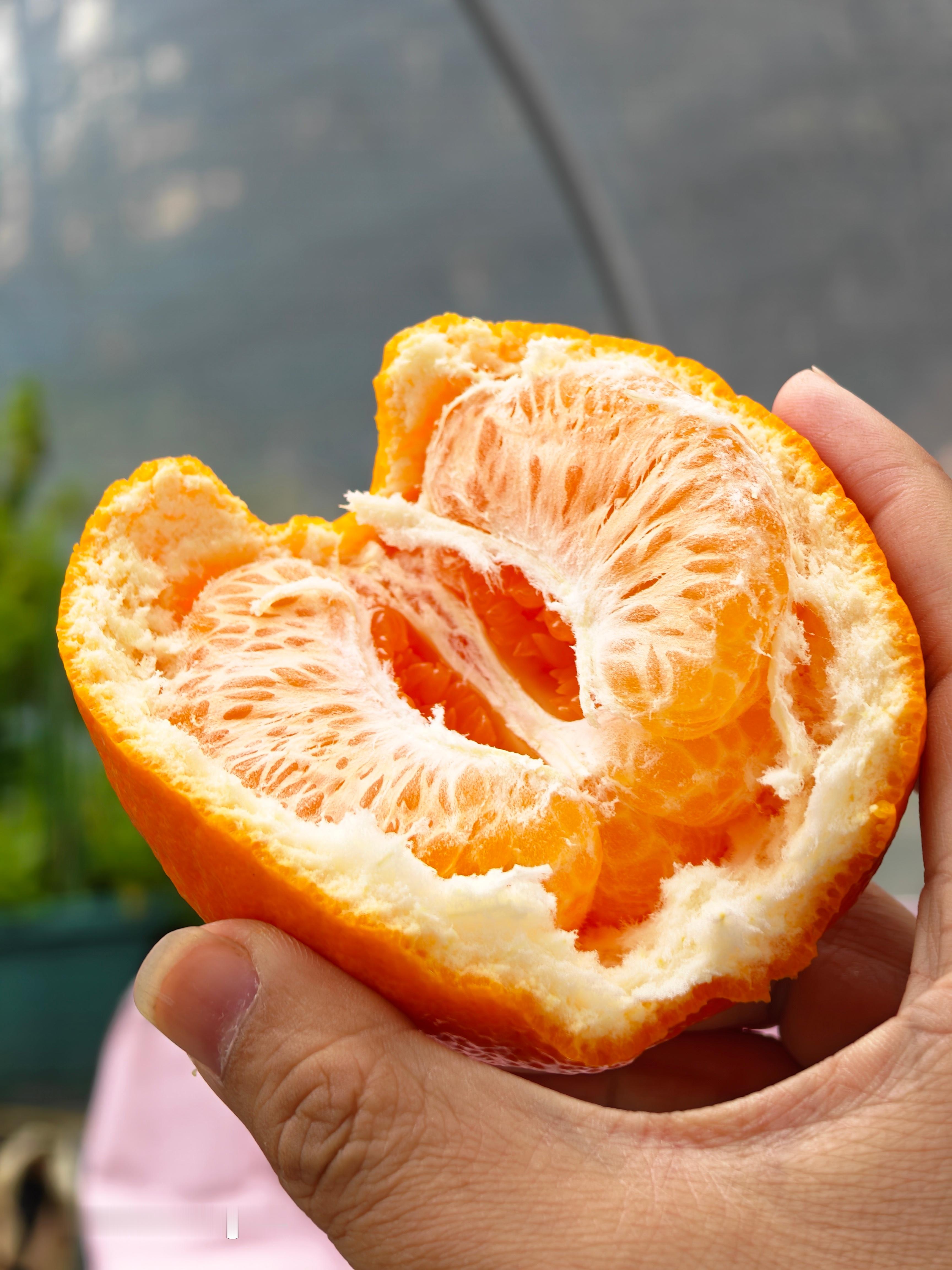 今天买了3个耙耙柑，因为我感觉这个季节耙耙柑应该没熟，现在还贼贵，吃了一个果然…