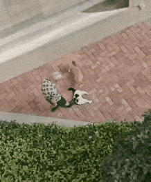 这打爷也太过分了吧！小猫太可怜了。