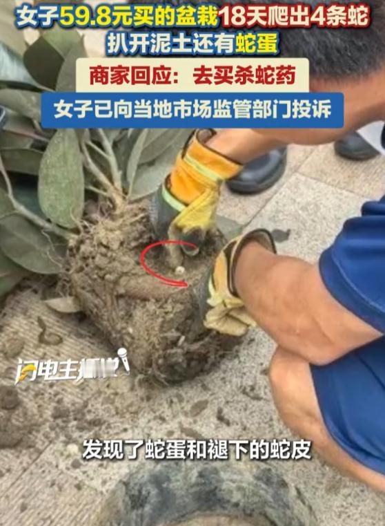 “太吓人了！”8月23日报道，北京，一女子花59.8元在网上买盆栽，没想到短短1