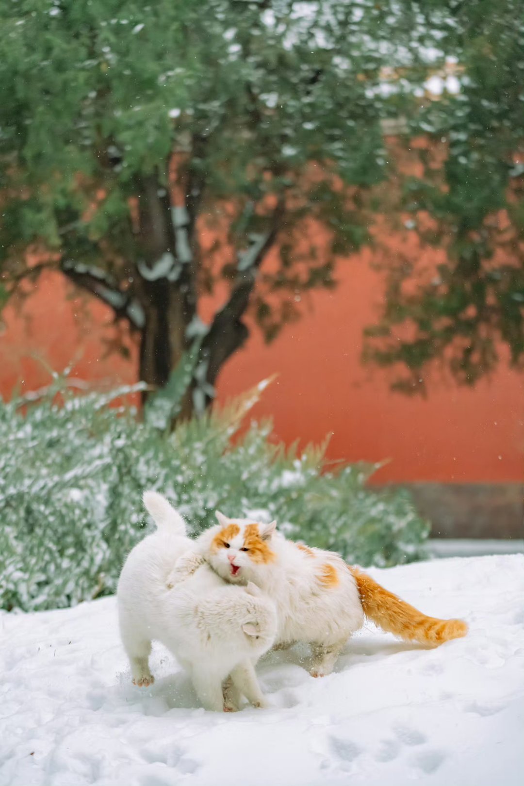 北京雪天猫猫打架这也太可爱了，故宫的猫负责抓老鼠，平时也有人喂养，也算是有编制