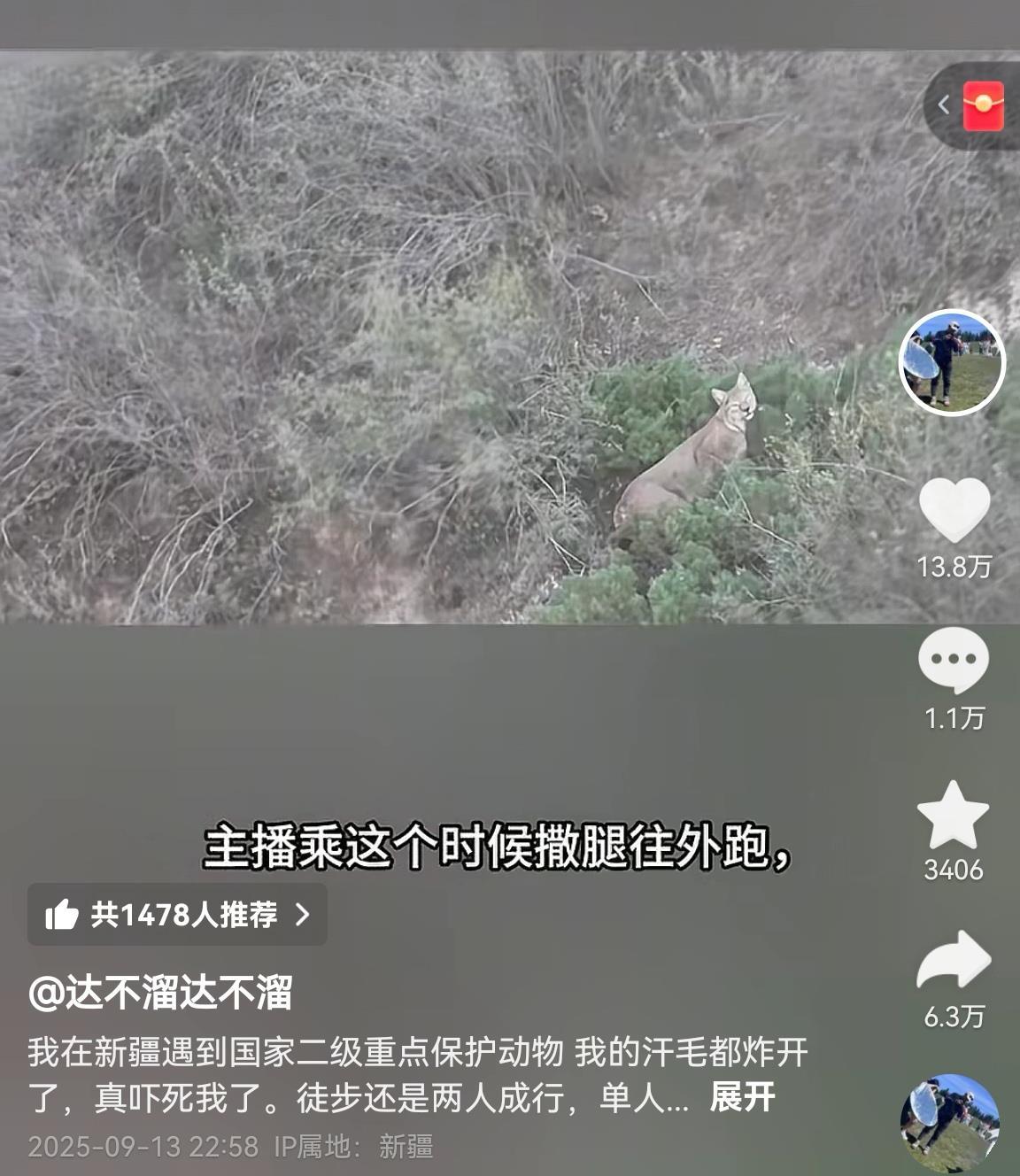 “汗毛都炸开了” 游客独行大峡谷偶遇猞猁, 双方对视数十秒
