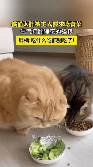 胖橘减肥记：我不吃青菜，谁也别想吃！主人怕橘猫太胖影响健康，给它安排了青菜