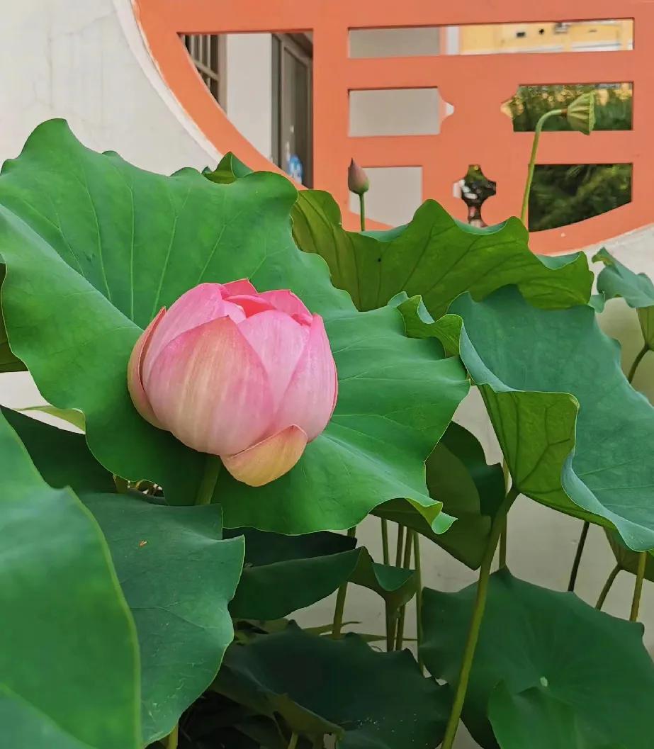 综合学科的老师，学生容易看不起。刘老师临近退休，学校照顾她，让教语文的她换成