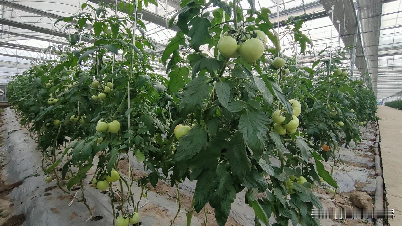 中国农业现在正是越来越先进发达了！种植园干干净净，没有任何蚊虫，瓜果一个个长的饱