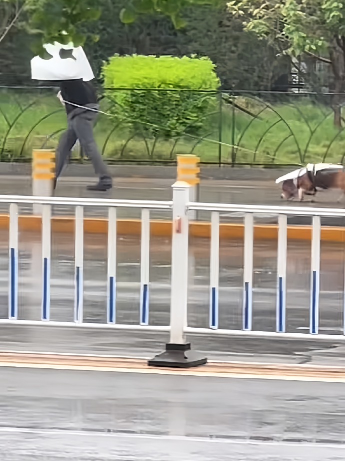 风雨无阻的遛狗人[捂脸哭]​​​