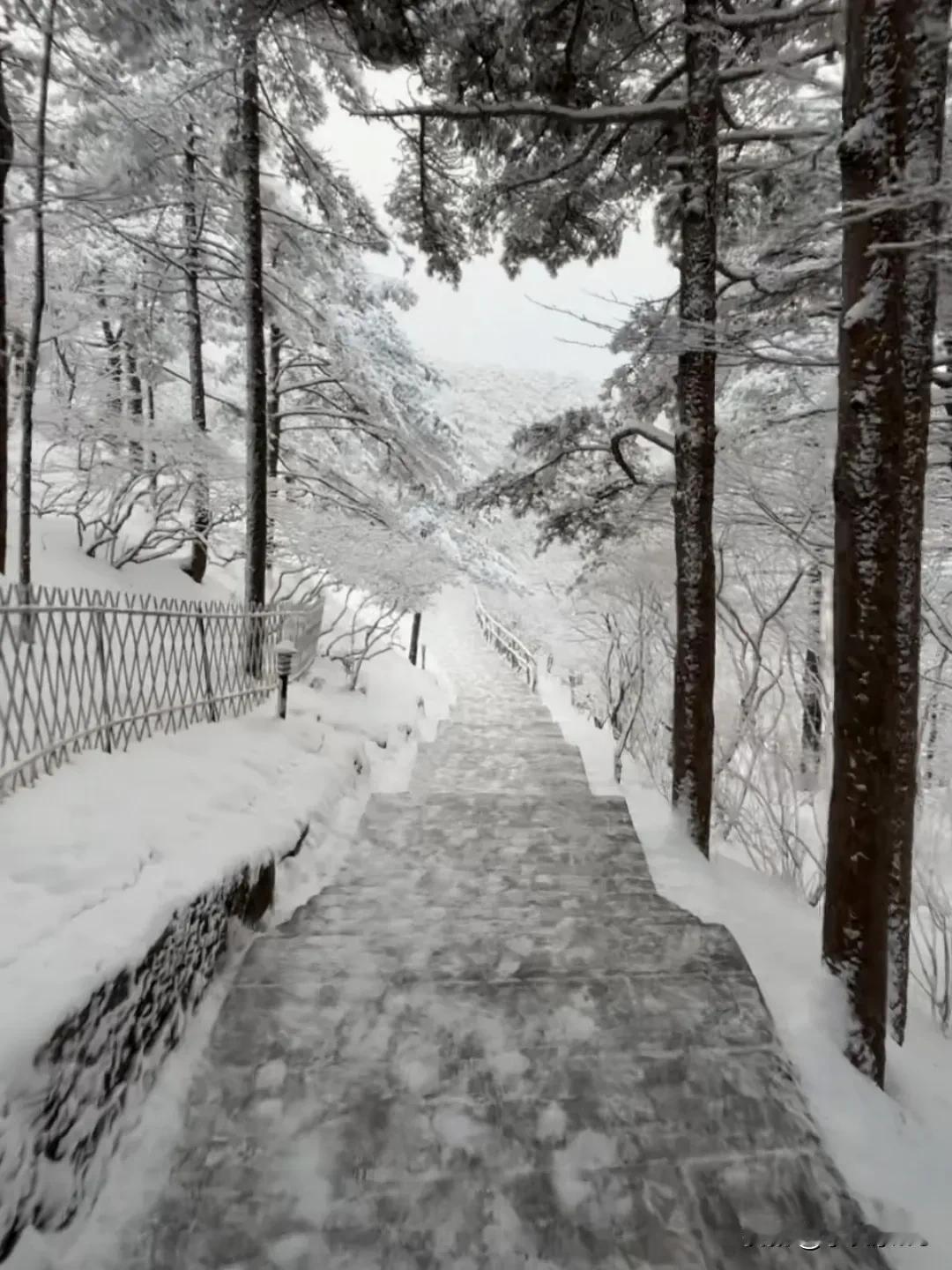 前几天黄山下雪了。黄山雪景确实令人陶醉。那连绵山峦被雪覆盖，苍松黛石成了银白世