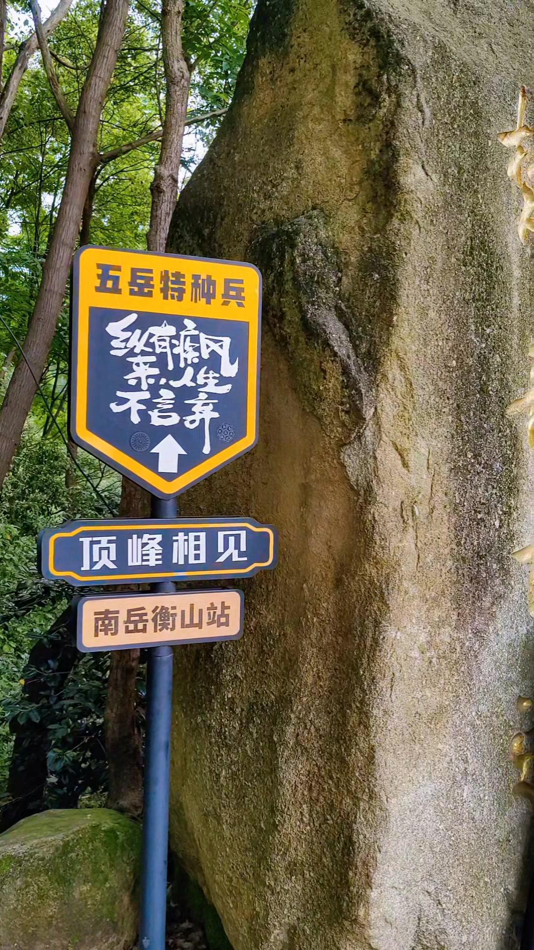 刚穿出梵音古道的石阶，后半程就被杉树林吞没了。那些笔直的树干像被遗忘的古剑，刺向