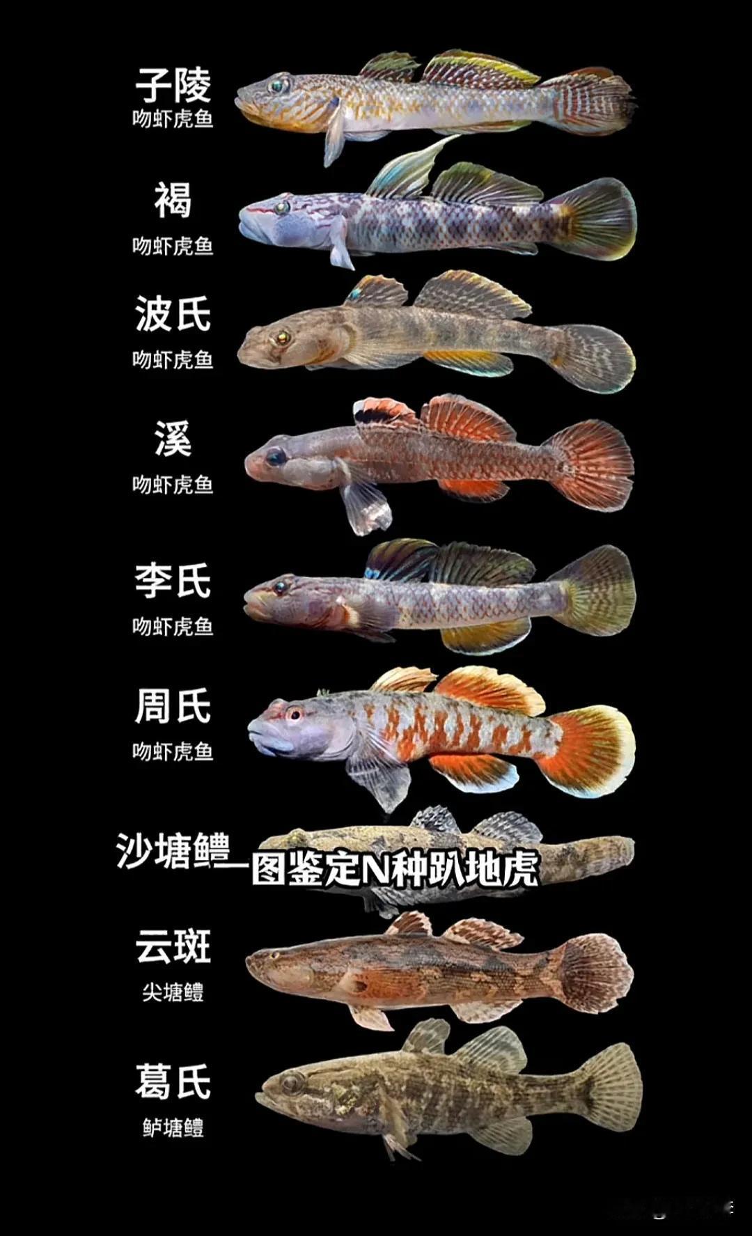 图中展示了多种鱼类，它们属于虾虎鱼和塘鳢科鱼类，是水生生态系统中独特的存在。这些
