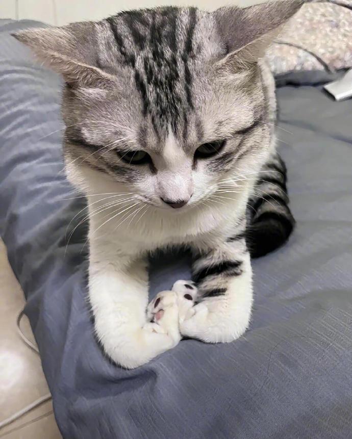 不会揣手的猫姿势千奇百怪​​​