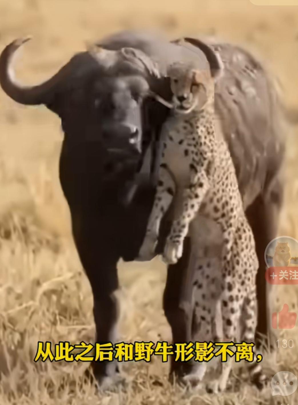 这只牛在炫耀战利品，这次真的可以吹一辈子牛了。其他的母牛一定会争相寻求保护。你