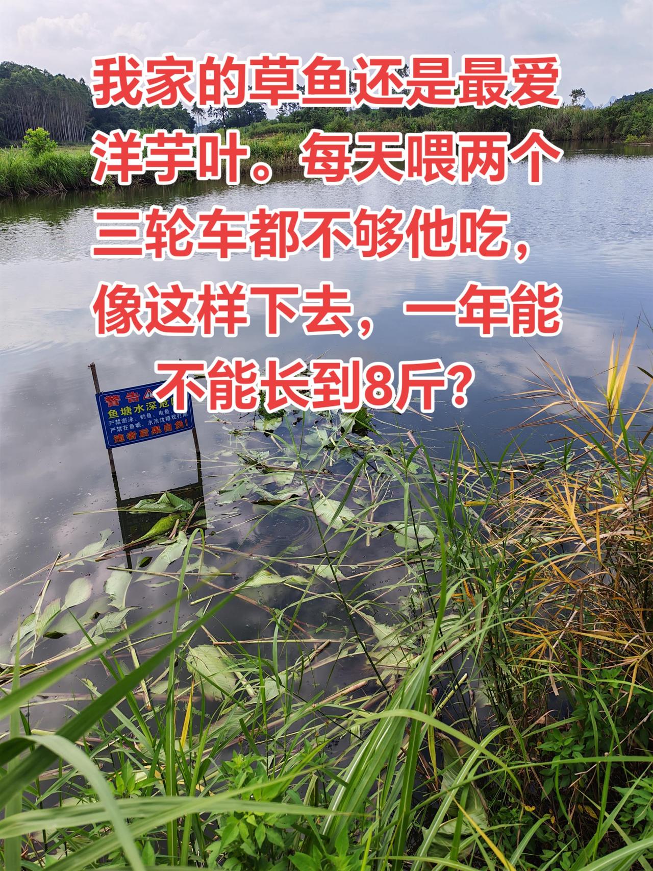 天天喂这个，一年能不能长到8斤？养鱼养鱼日记三农玩法合伙人计划