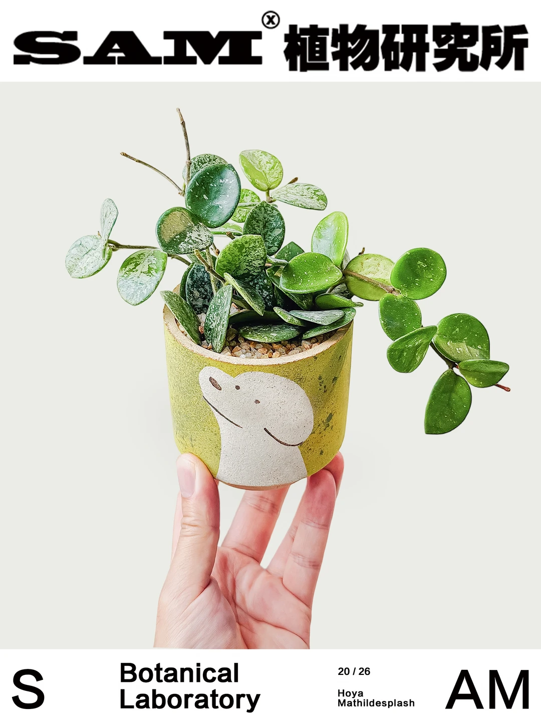 高斑米切尔德｜Hoya Mathilde Splash