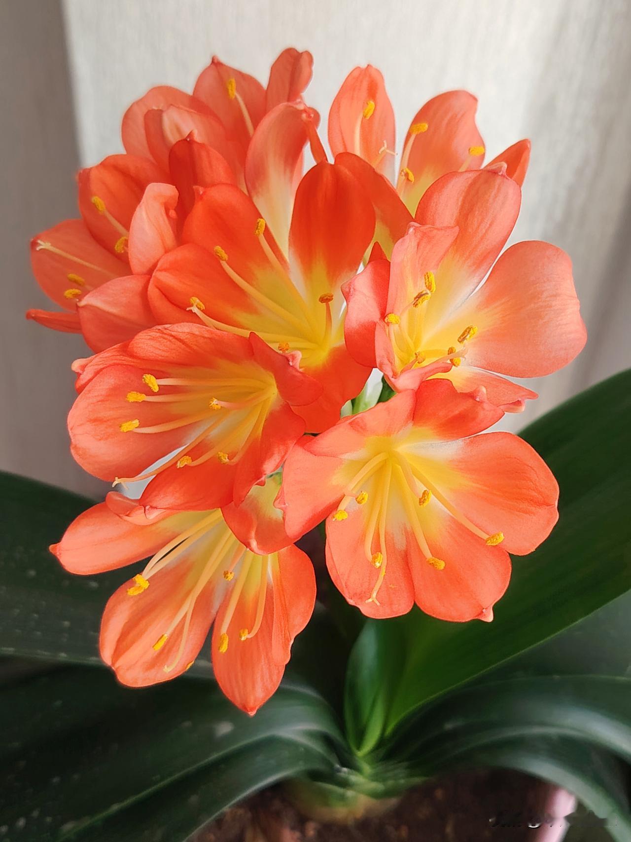 你喜欢花吗，拍一张自己养花的照片我家的君子兰开花啦，花友们来晒一晒！