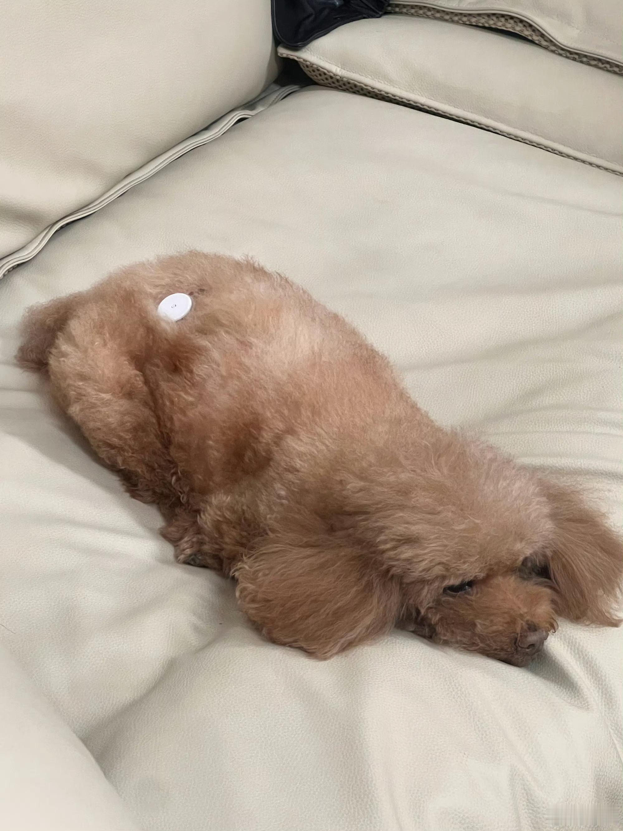 哇！！！杨紫有点is的生活营业照！！！是不是开始配音了！！！