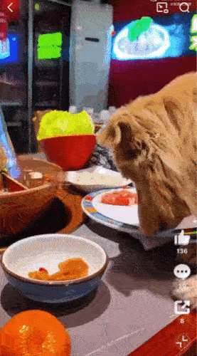 真是太缺德了。12月18日，北京某火锅店内。一只狗趴在桌子大口吃着羊肉卷。狗主人