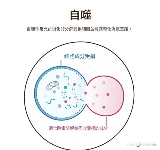 你的身体藏着一位72小时才会醒来的医生。它饿到第三天，才会启动“细胞自噬”程序