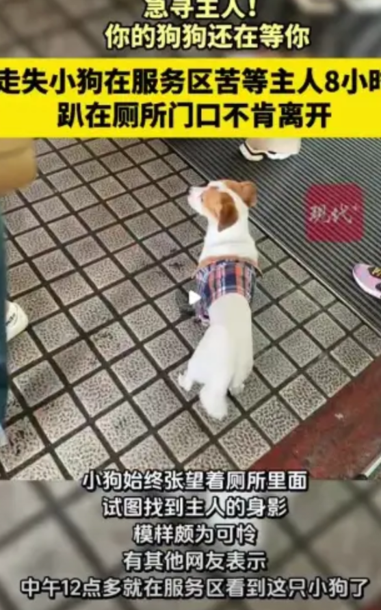 国庆中秋长假，小狗在高速服务区，趴在厕所门口，苦等主人8小时啦！狗子“主人你上厕