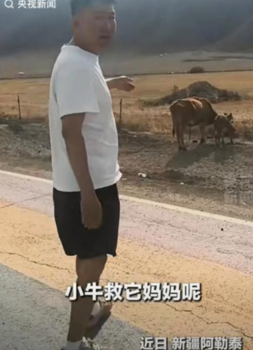 新疆阿勒泰，一对男女驾车经过，看到母牛和小牛静静站着，感觉不对劲。走近才看清，原