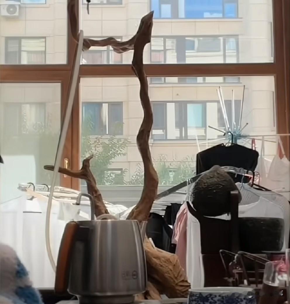 T佑讲述新疆之行，现在挺知足，起码脖子上没被哪个老板套狗链子！