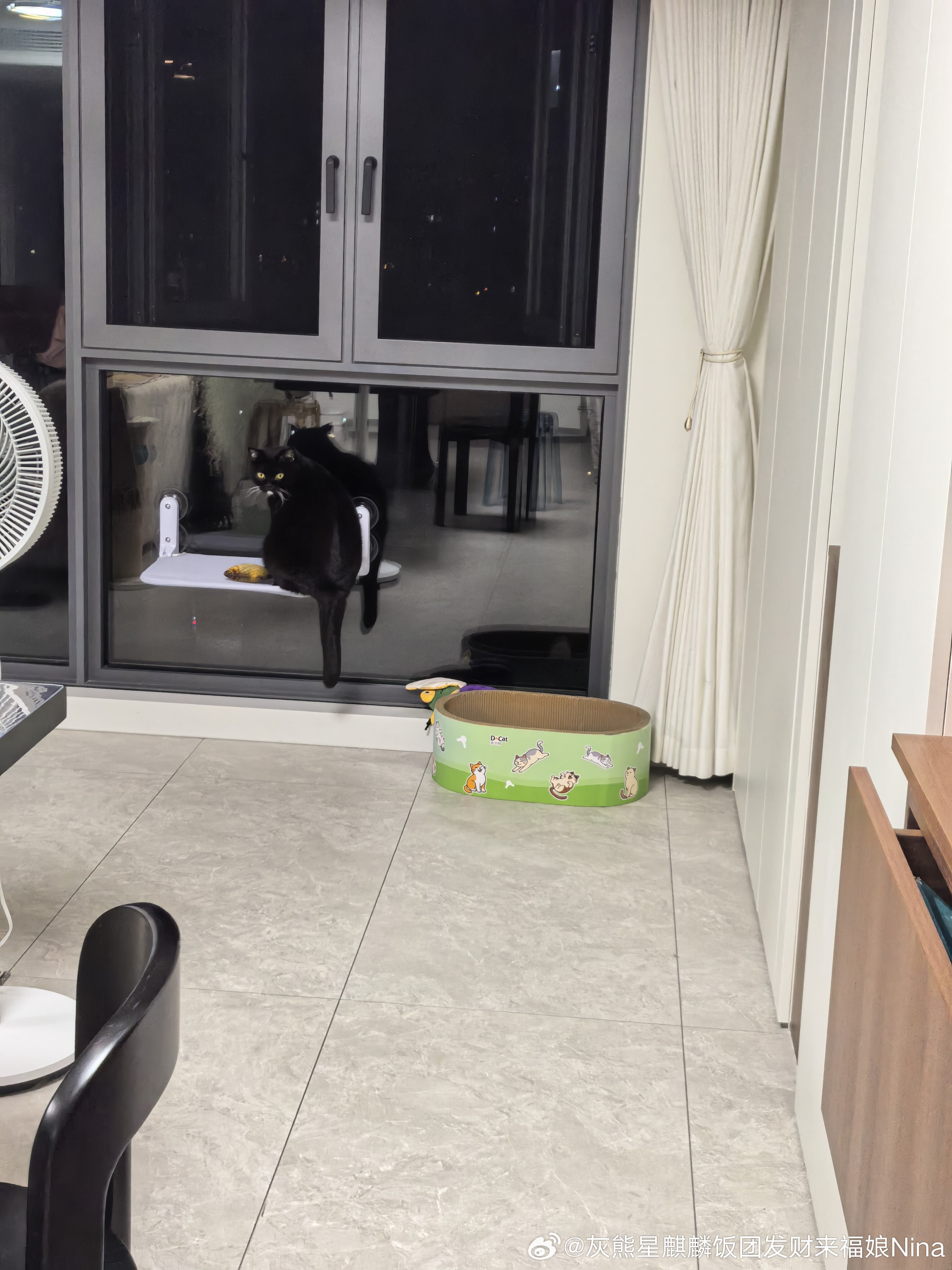 拍到一只从玻璃中看自己的修猫咪[抱抱][抱抱][抱抱]妮娜一家妮娜