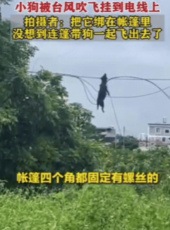 “死得太憋屈了！”广西，男子为了应对台风，特意将小狗绑在帐篷处，帐篷四周更是打上