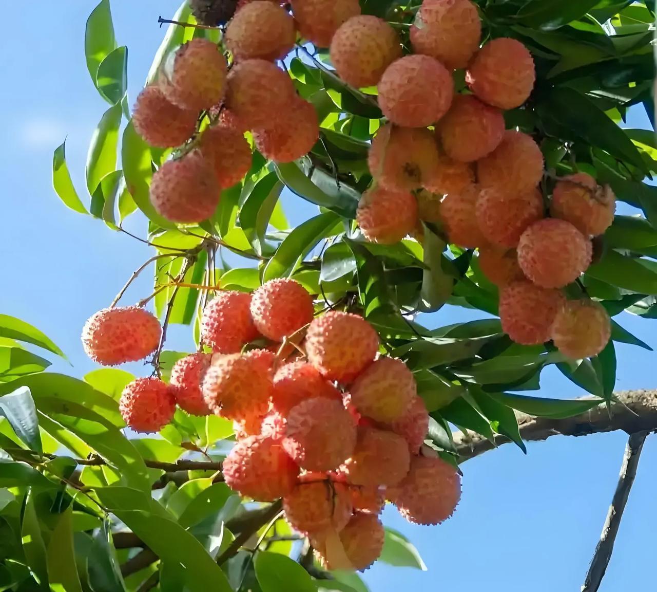 #长安的荔枝#荔枝离枝便失味？我好像从未吃过真正新鲜的它看《长安的荔枝》时突