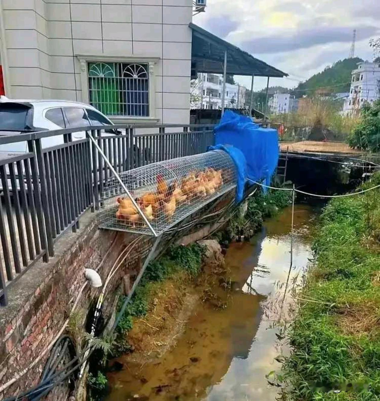 这个养鸡的方法好啊，还可以美其名曰的说一声是土鸡