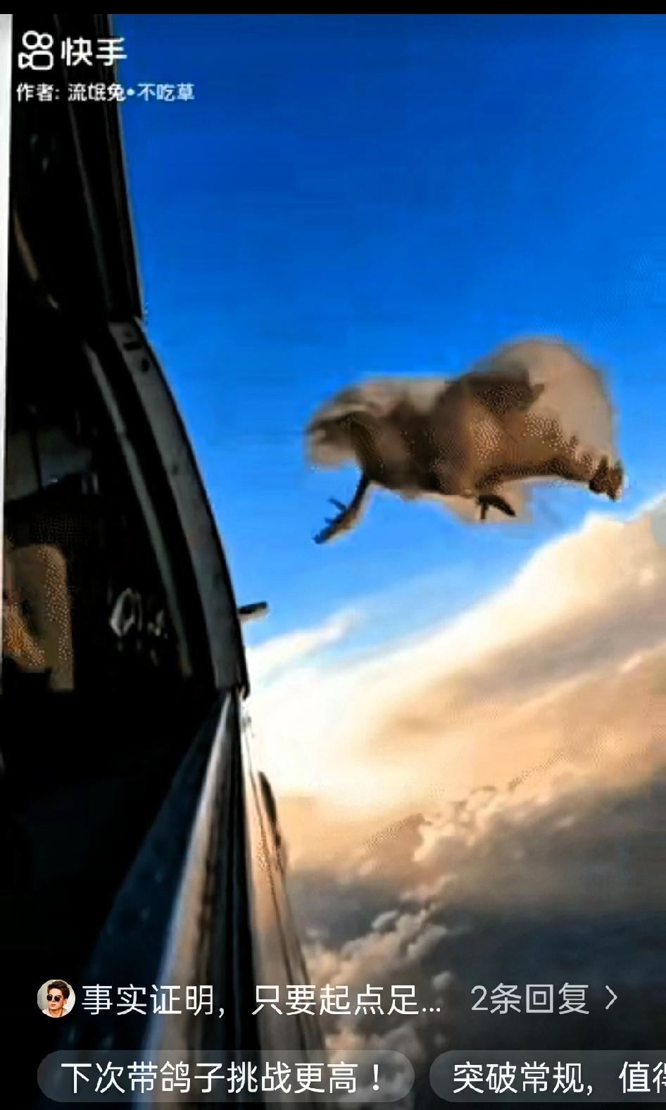 国外这个跳伞爱好者真是脑洞大开，把一只母鸡带上飞机，在约一千米的高度将其从机舱放