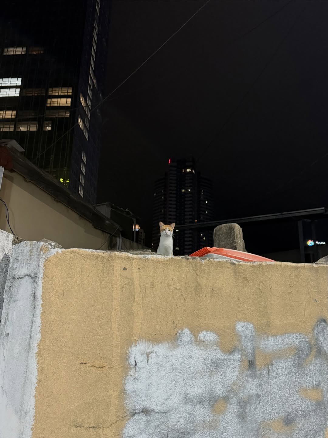我就知道Lisa看到小猫咪是走不动的，这也太萌！​​​