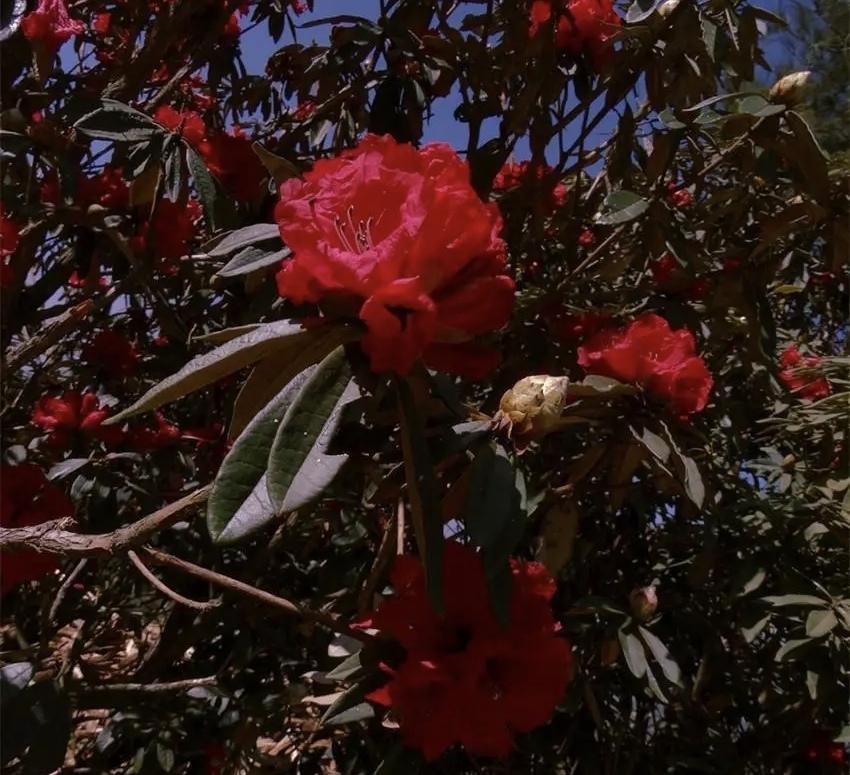 杜鹃花开映山红🔥普洱无量山杜鹃谷等你来