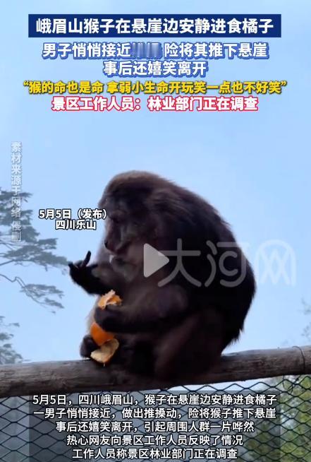 提起峨眉山的猴子，十个人里有九个会先皱起眉头。 我们听了太多它拦路抢食、拉扯