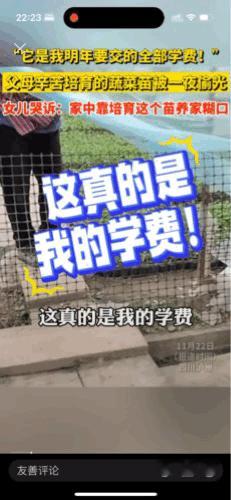 “必须追查”！四川，一农户辛辛苦苦培育的菜苗被偷。女孩哭诉：这真的是我明年的学费