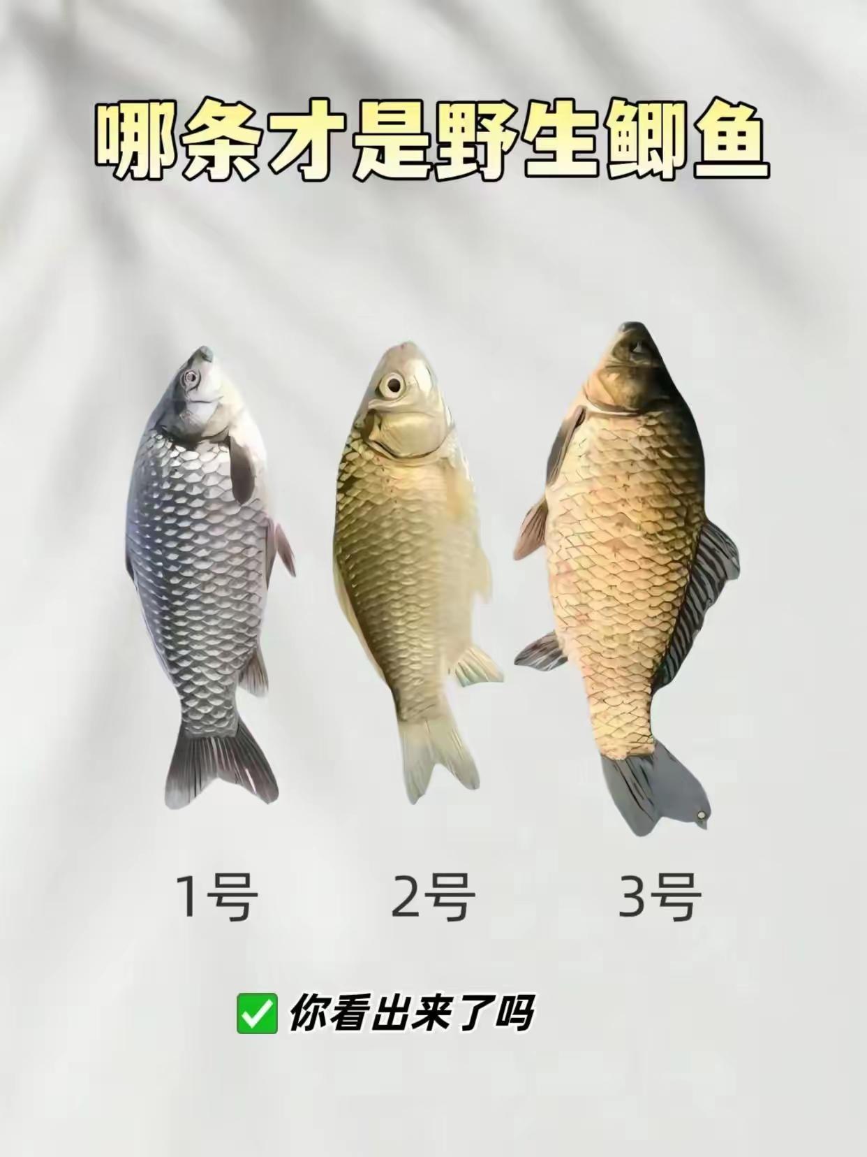 考眼力，几号才是野生鲫鱼？