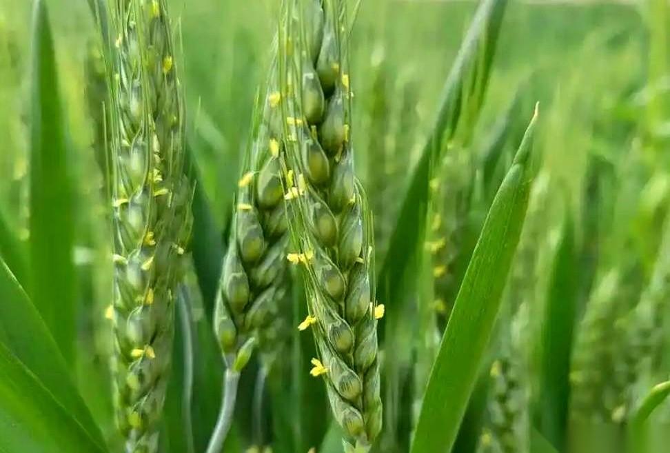 这几天的河南麦地里，正憋着一场跟老天爷抢时间的“硬仗”。4月20号到23号，一